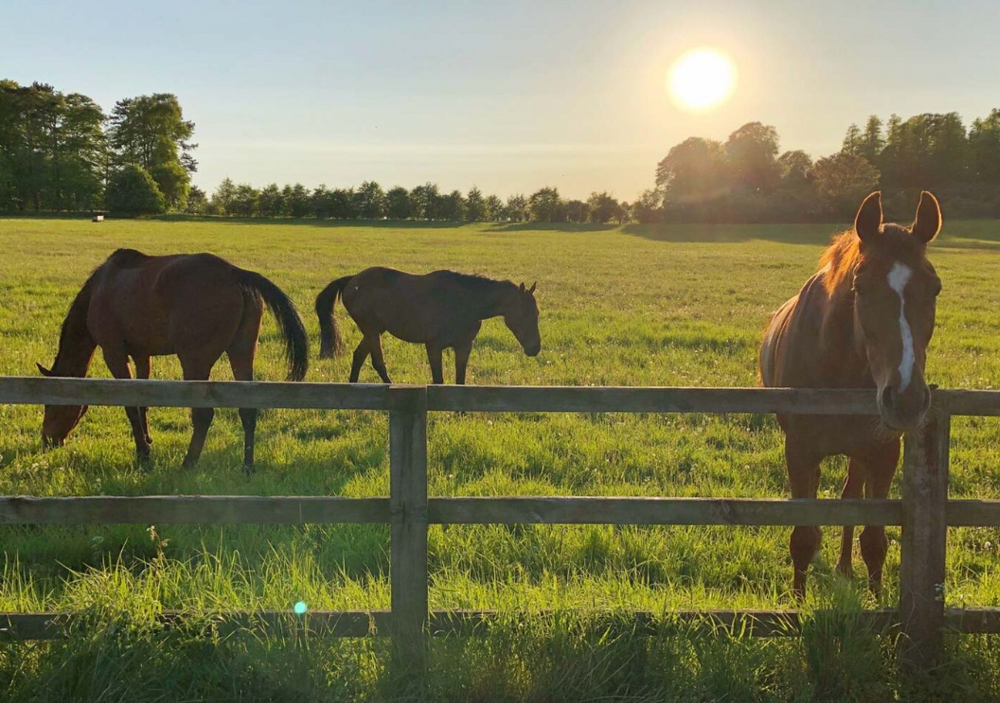 
                      
                        The Equestrian Hotel – Ocala, FL
                      
                    