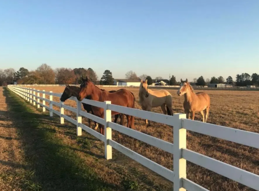 Cavvietta Quarter Horse & Cattle Co.