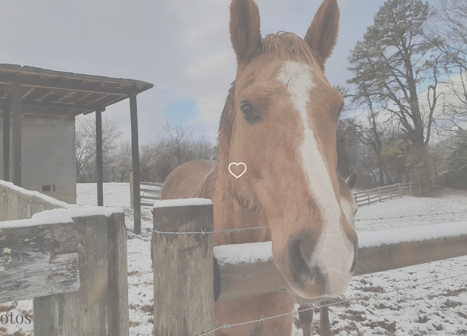 
                      
                        Mt Airy Horse Stables
                      
                    