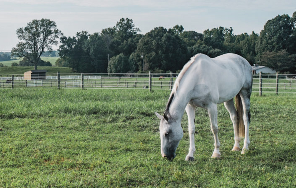 
                      
                        Kingfisher Park Equestrian
                      
                    