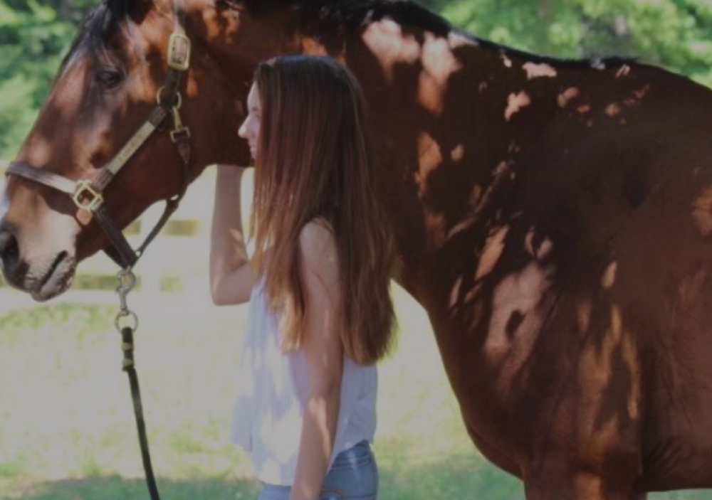 A HORSE HOTEL AT EQUINE BLVD