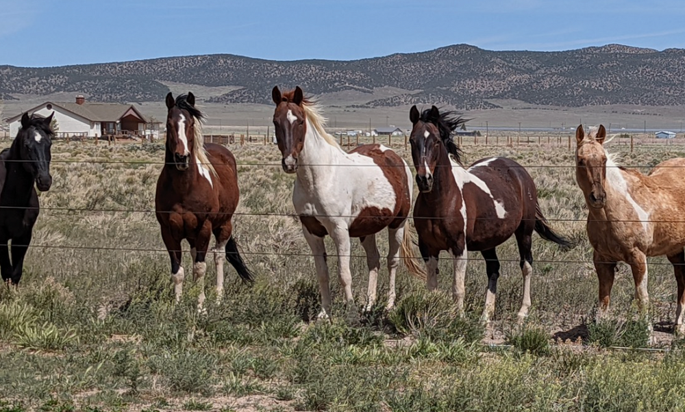 TRIPLE L RANCH