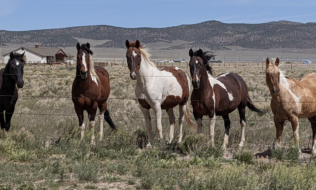 TRIPLE L RANCH