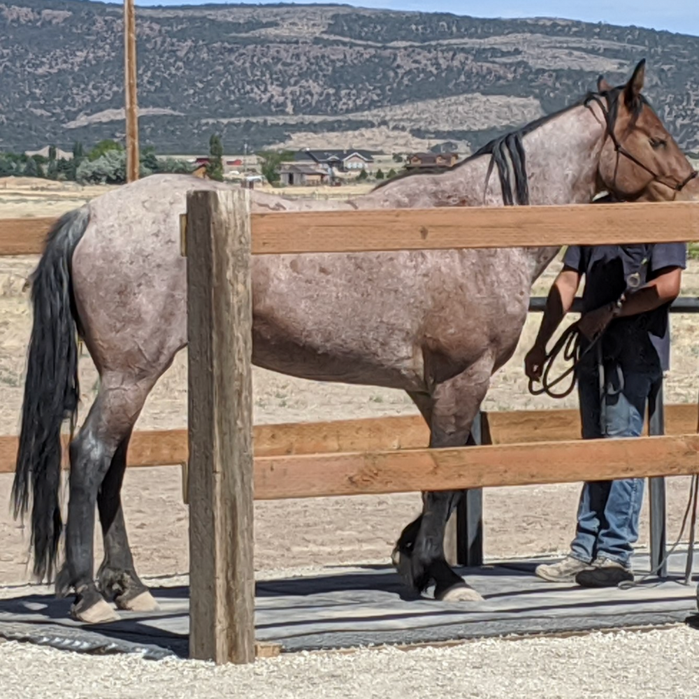 TRIPLE L RANCH