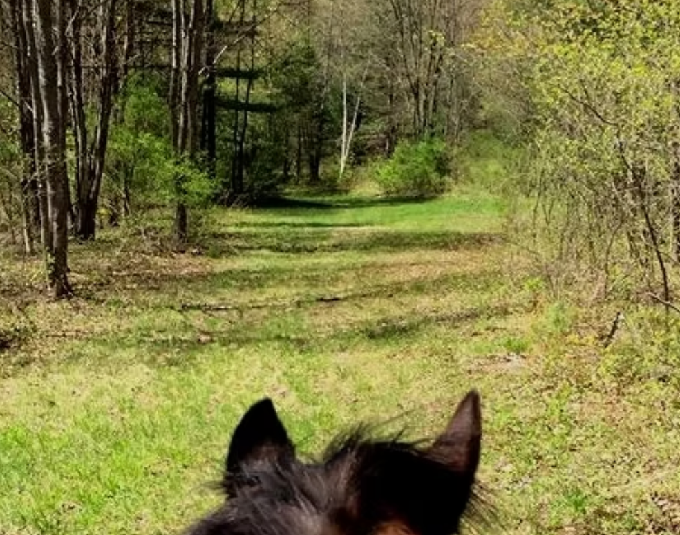 
                      
                        Horse'n Around Acres
                      
                    