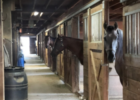 
                      
                        NorCal Riding Stables
                      
                    