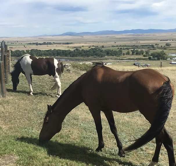 
                      
                        The Paard Yard, LLC
                      
                    