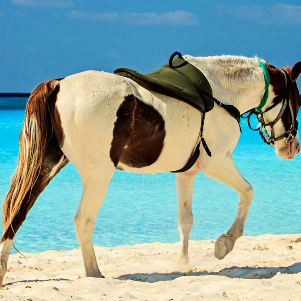 
                      
                        Happy Trails San Diego
                      
                    