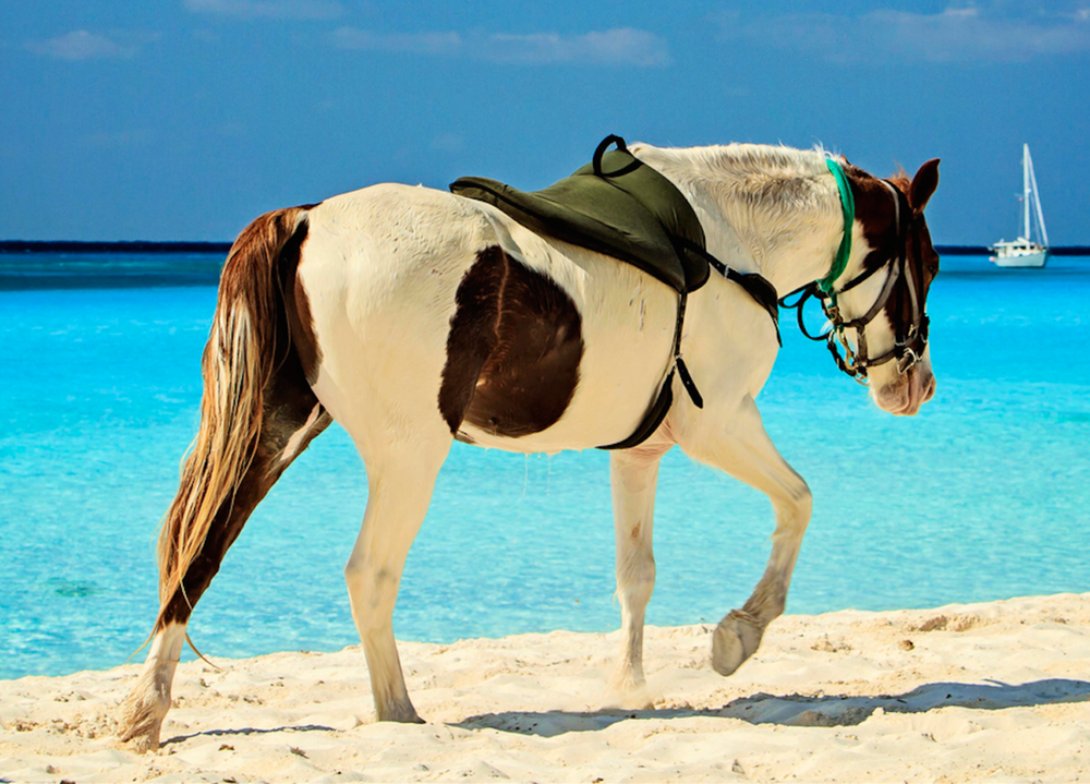 Happy Trails San Diego