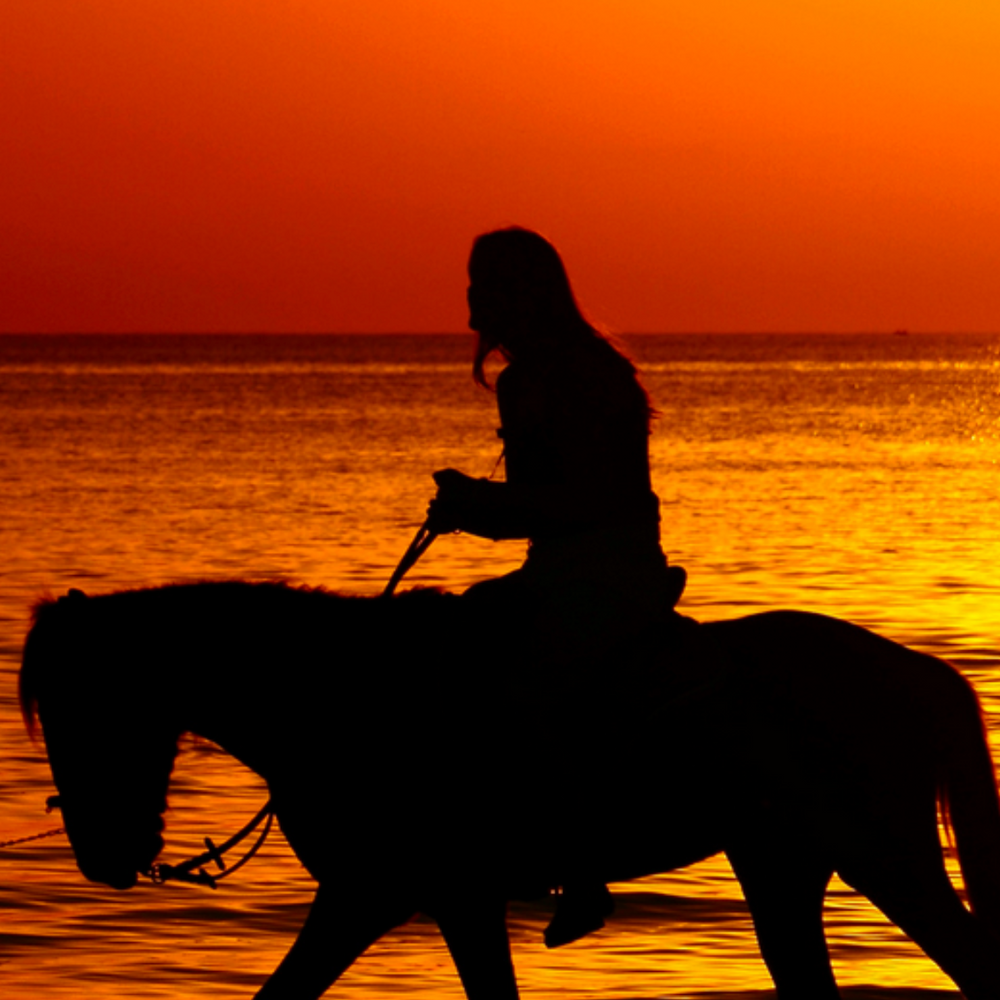 
                      
                        Happy Trails San Diego
                      
                    