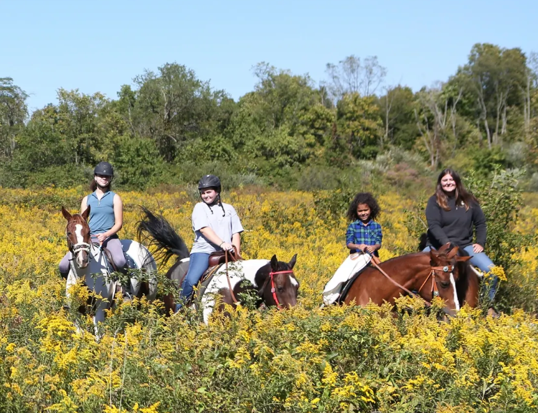 Blue Horseshoe Farm