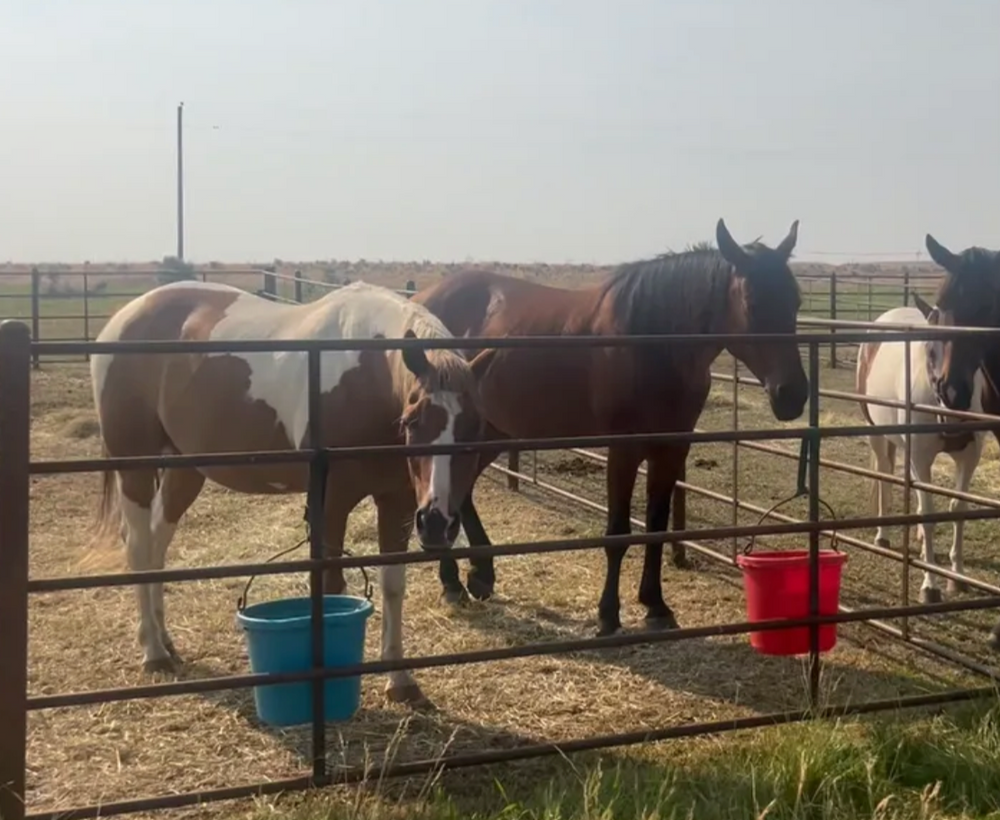 
                      
                        Hamic Ranch
                      
                    