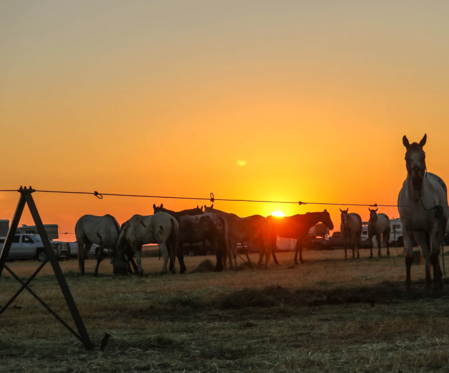 
                      
                        Chief Joseph Trail Ride:
                      
                    