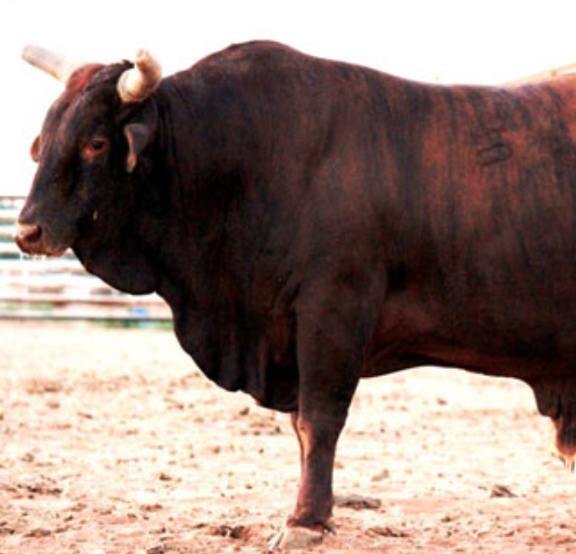 Winner Circle Ranch