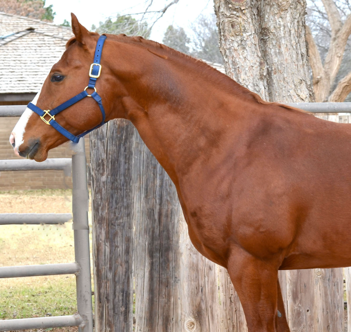 Winner Circle Ranch