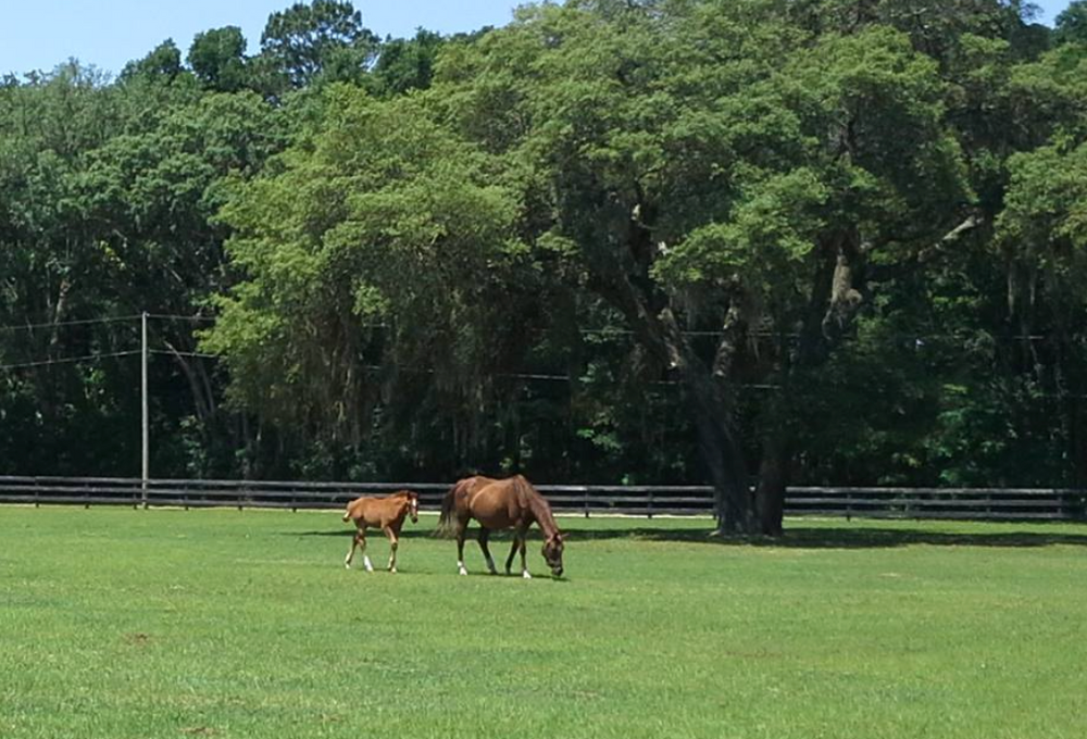 Sundry Farm