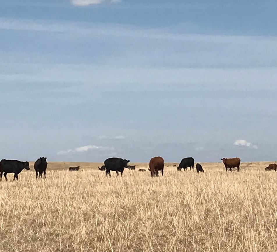 Woods Creek Ranch