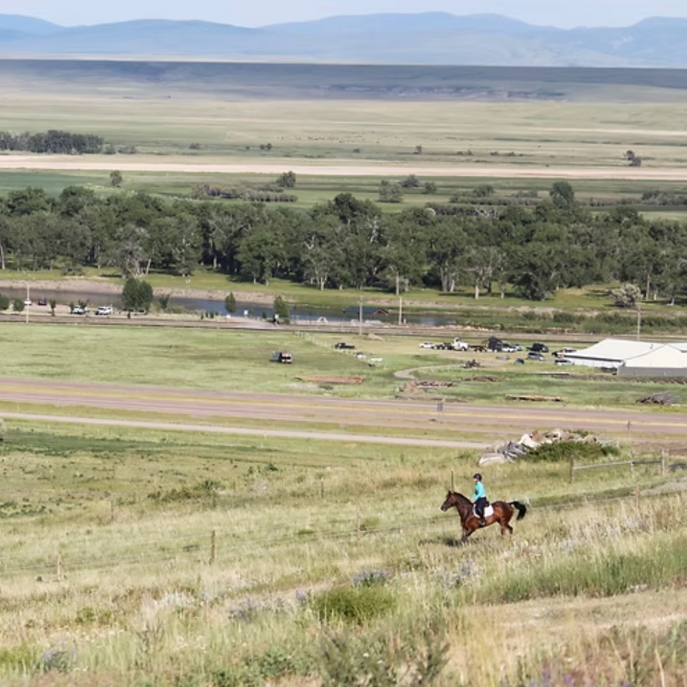 
                      
                        The Paard Yard
                      
                    
