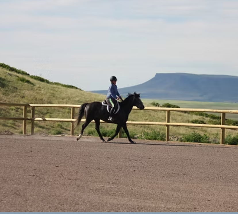 
                      
                        The Paard Yard
                      
                    