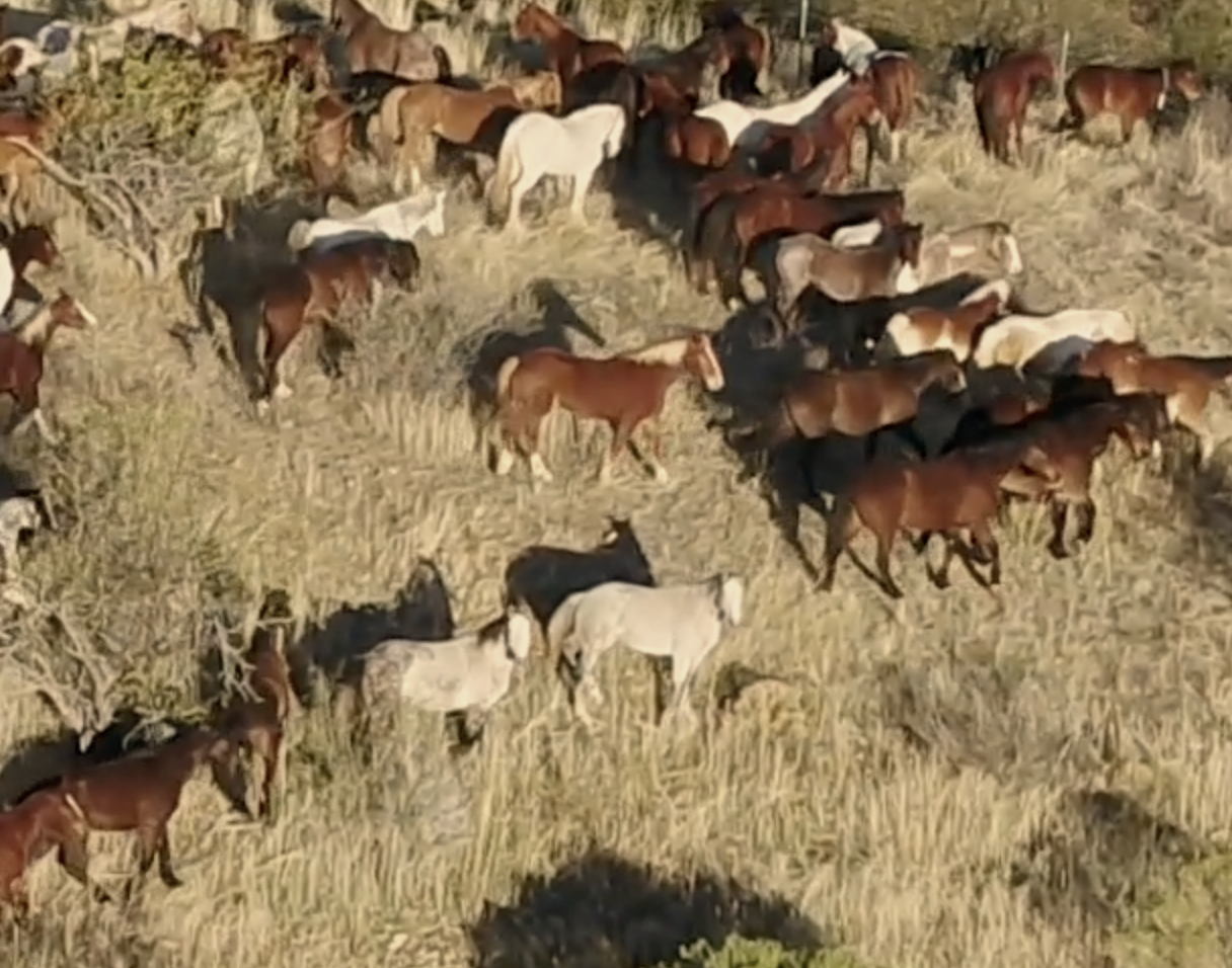 Elkhorn Ranch