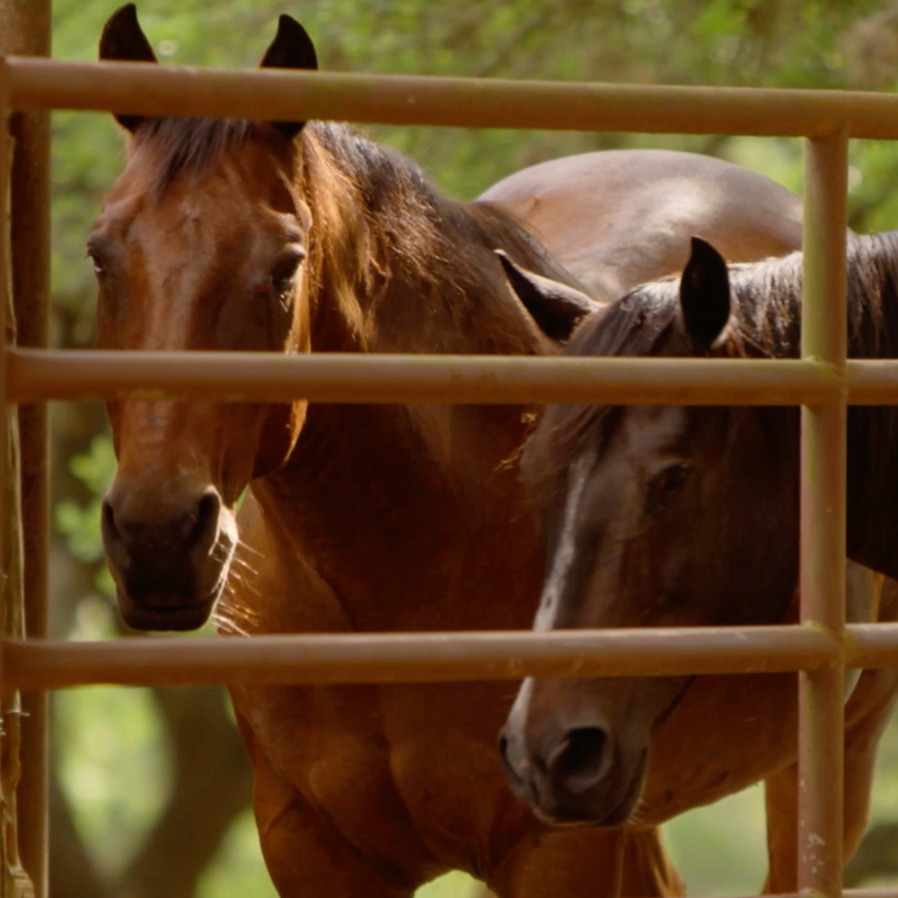 
                      
                        Clubs of Cordillera Ranch
                      
                    