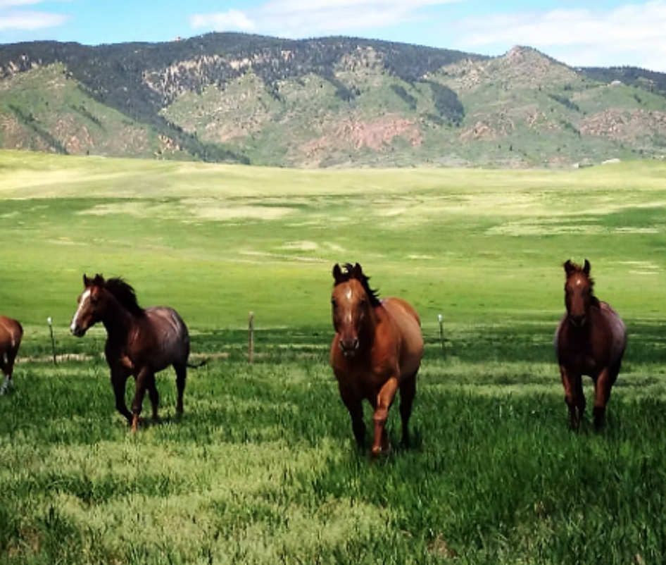 Wiens Ranch