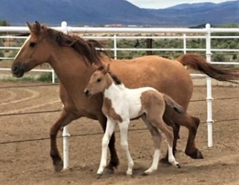 High Desert Equine Center - NV