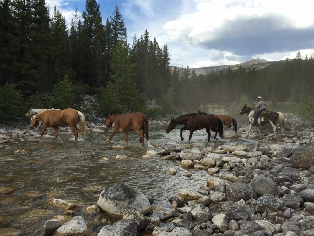 
                      
                        Mills Wilderness Adventures of Montana
                      
                    