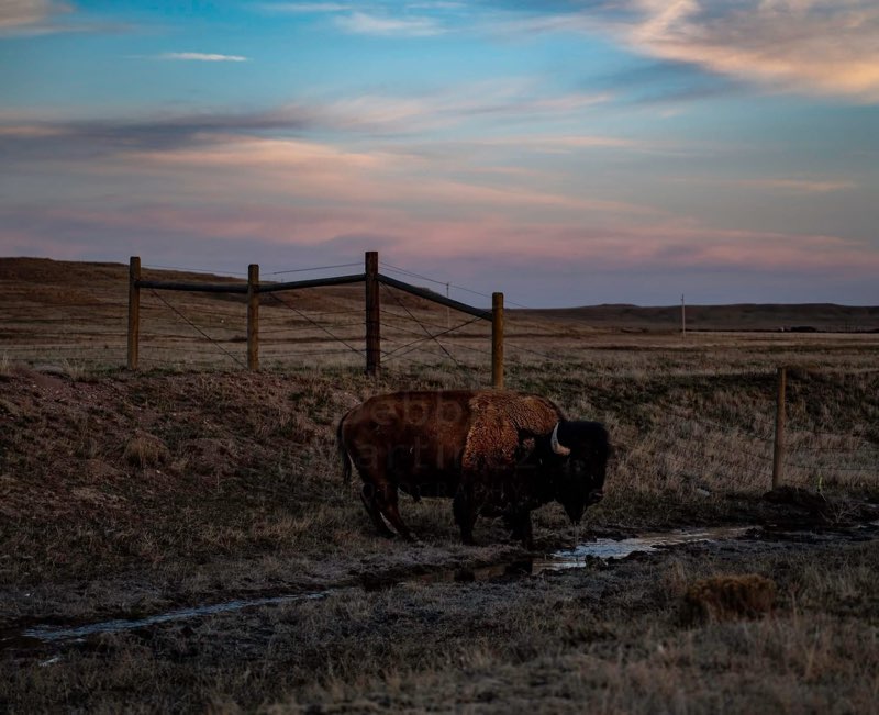 Terry Bison Ranch Resorts