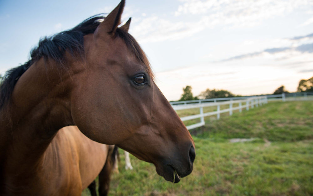 Victory Reigns Ranch Horse Hotel