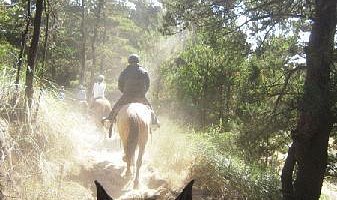 
                      
                        C & M Stables
                      
                    