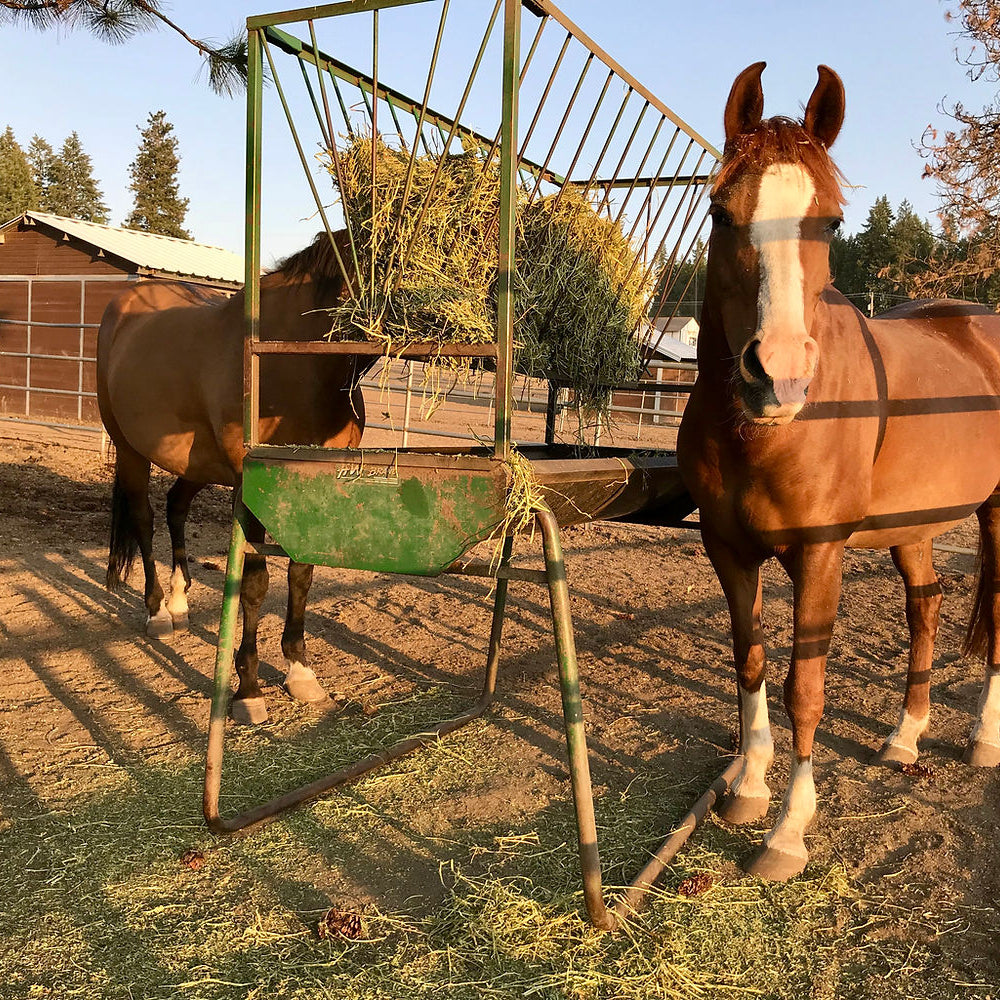 Bridle Path Quarter Horses