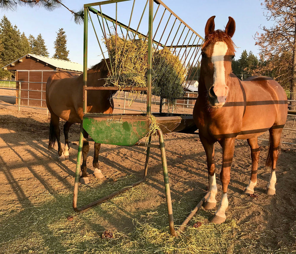 Bridle Path Quarter Horses