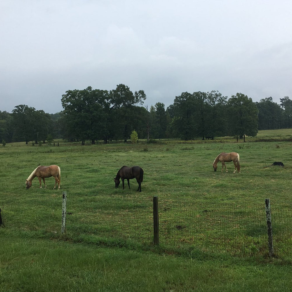 
                      
                        Bar Fifty Ranch
                      
                    