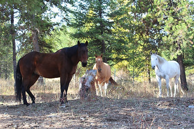 Trout Creek Guest House & Horse Hotel