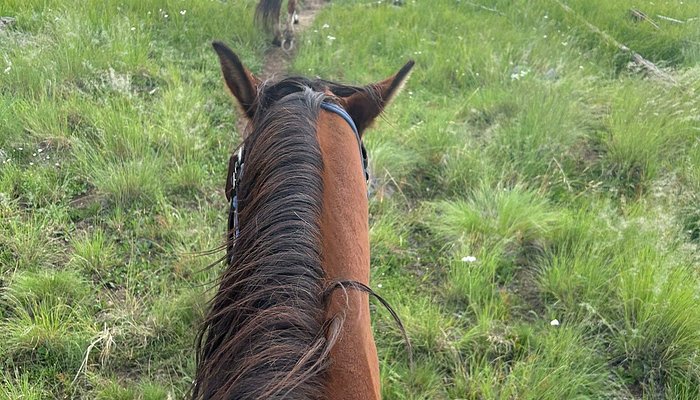Greer By Horseback
