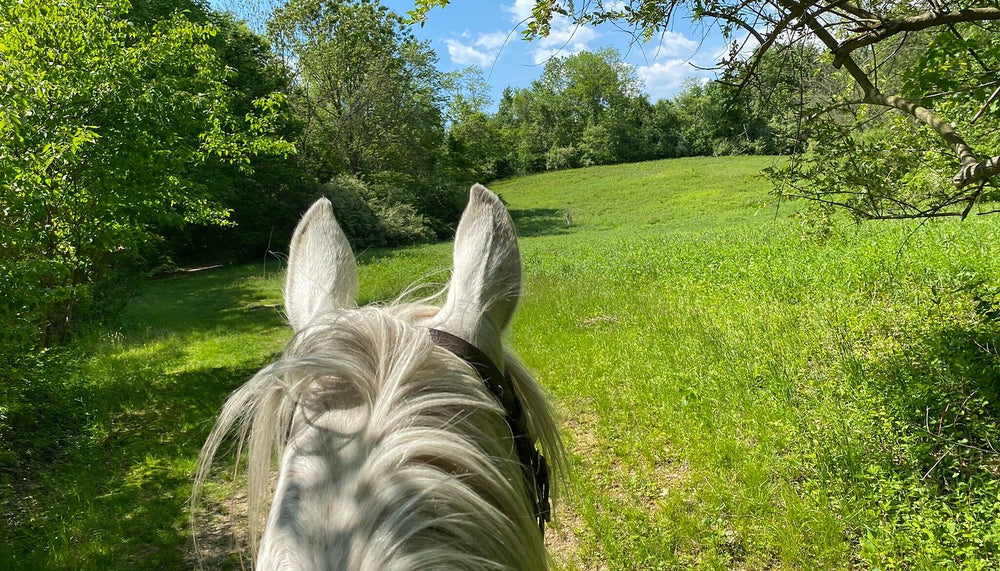
                      
                        Big River Barn Rescue
                      
                    