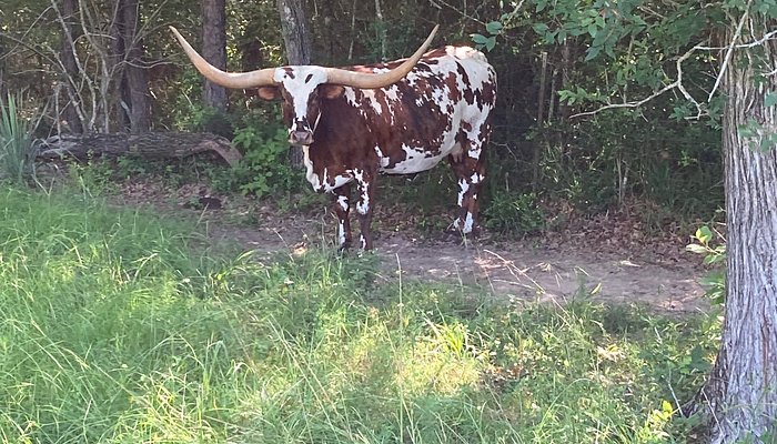 
                      
                        The Williams Ranch
                      
                    