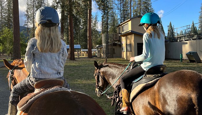 Mary Homicz's Equine Services