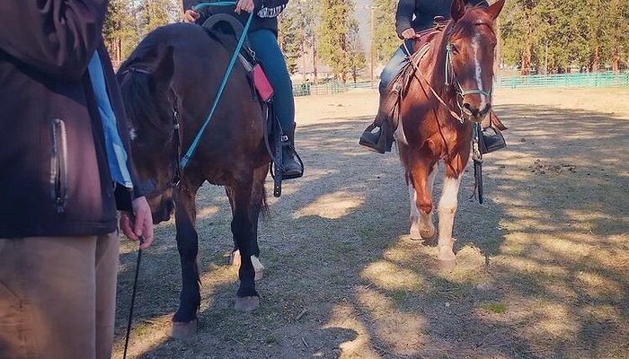 Mary Homicz's Equine Services