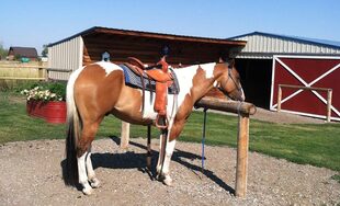 Holiday Horse Care & Boarding Stables