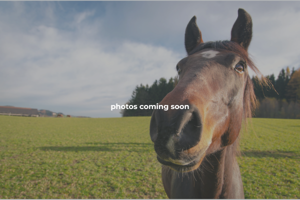 Hood River Equestrian