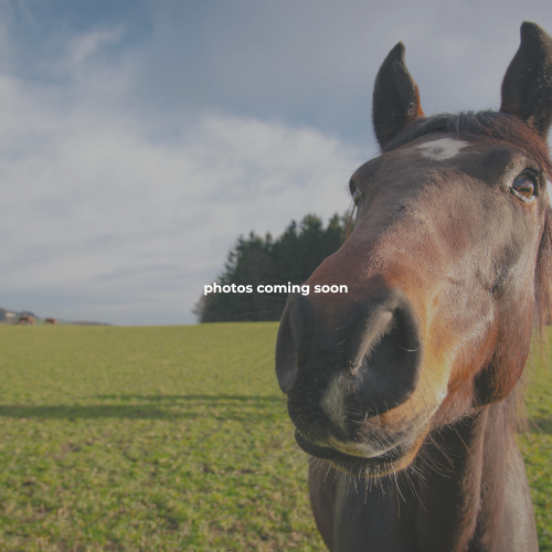 13 Points Farm Horse Motel