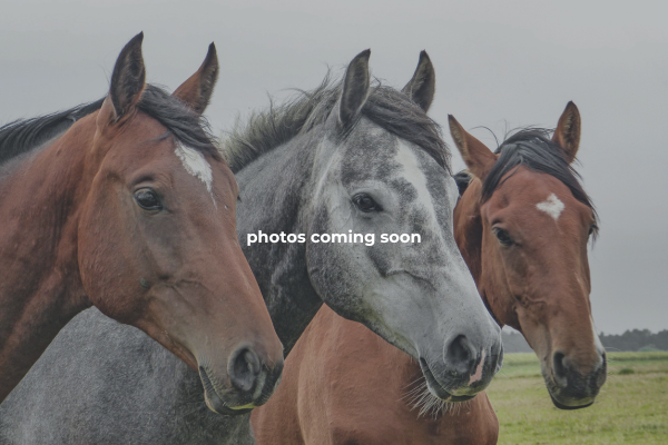 Angus Valley Stables