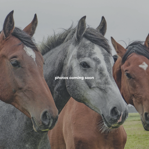 Black Prong Horse Hotel