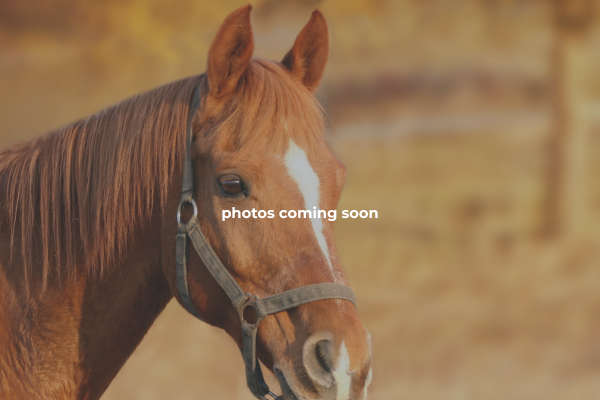 Heart Six Ranch: Jackson Hole: Bridger-Teton National Forest Horseback Ride