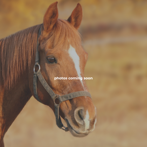 Diamond P Ranch, The