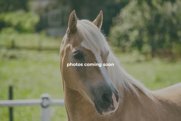 DancingHorses LLC