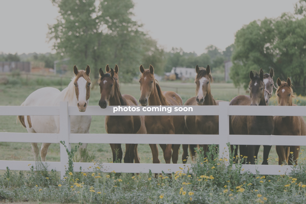 Rollin' Jaxx Stables