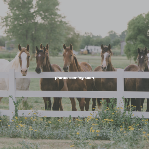 Love Story Equestrian